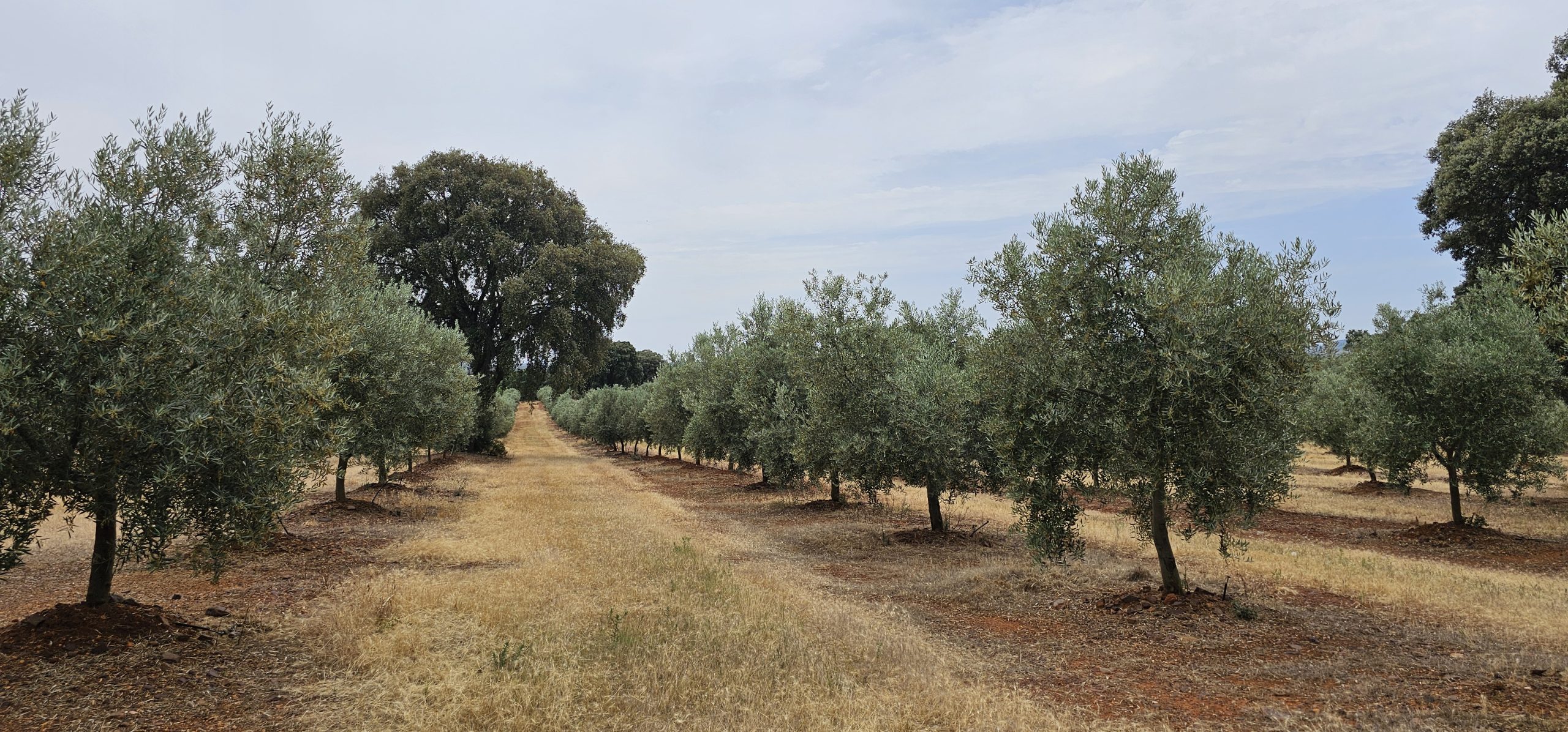 Cover del episodio de cata – Aceite de La Ballestera